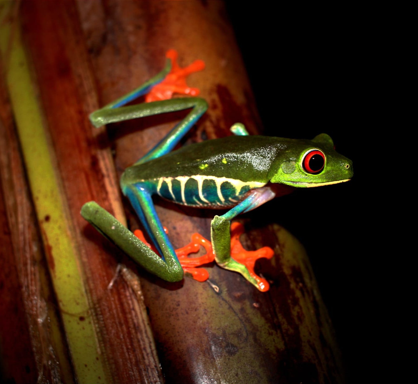 frog in the jungles of Guanacaste