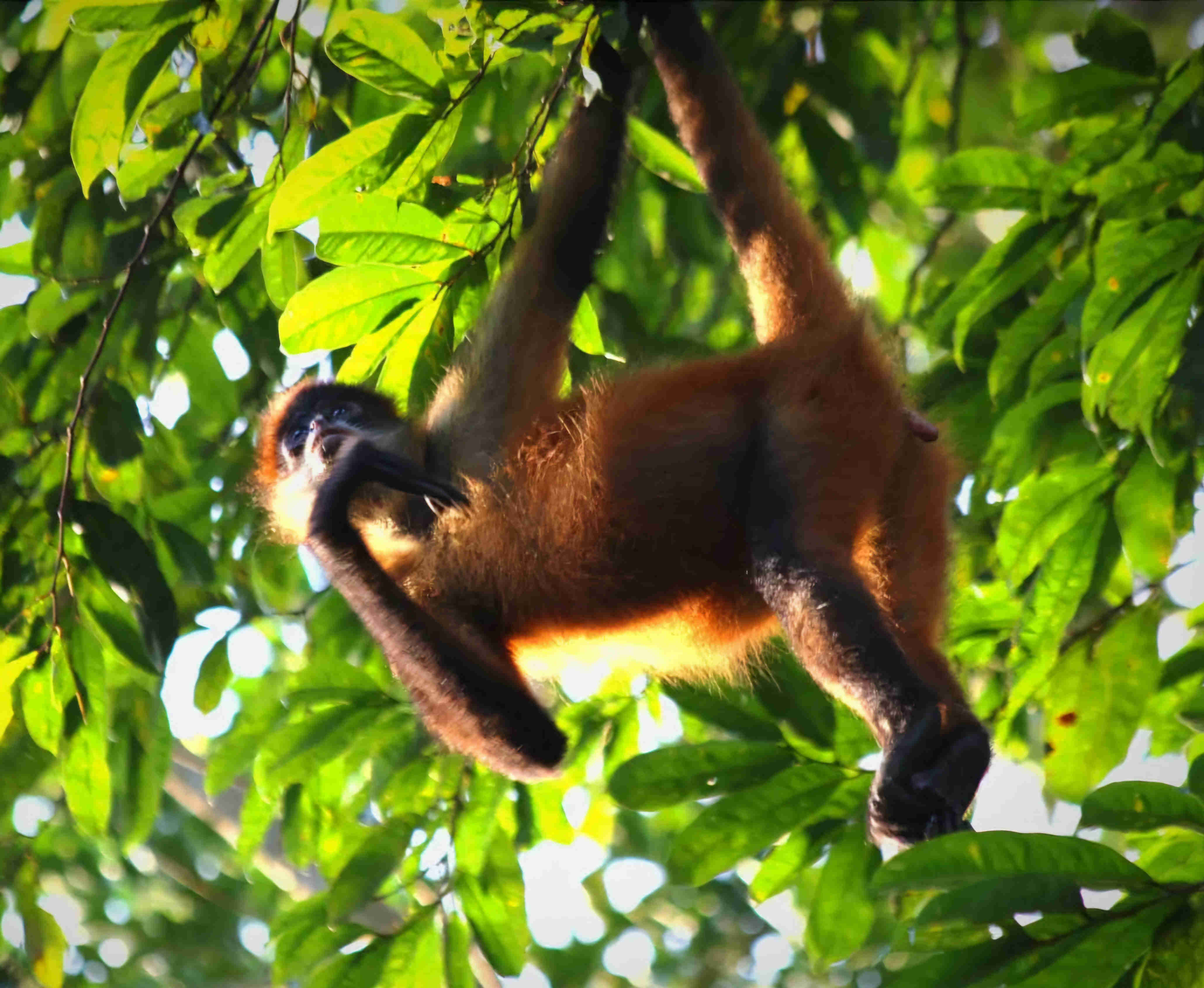 Monkeys of Costa Rica Guanacaste