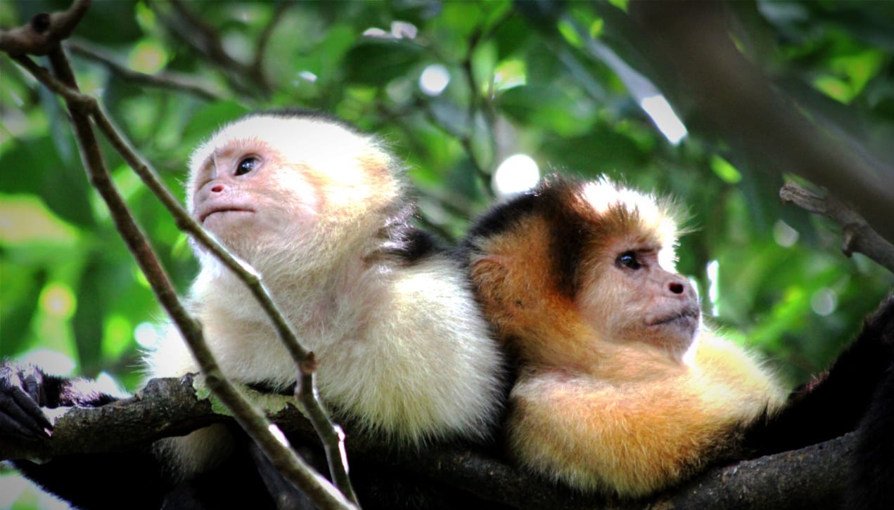 Monkeys on hike in Guanacaste