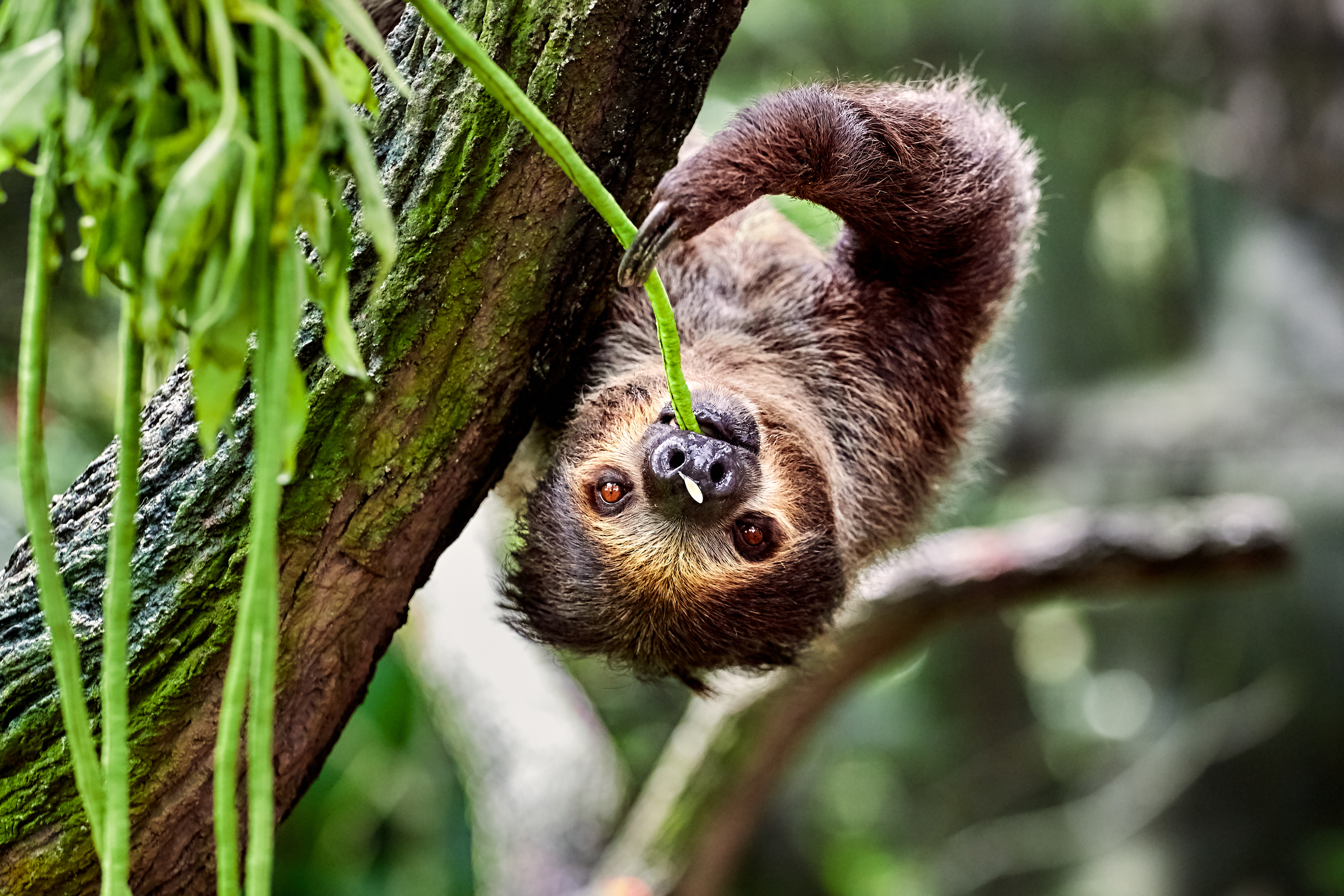 Sloth Tour Potrero Beach 