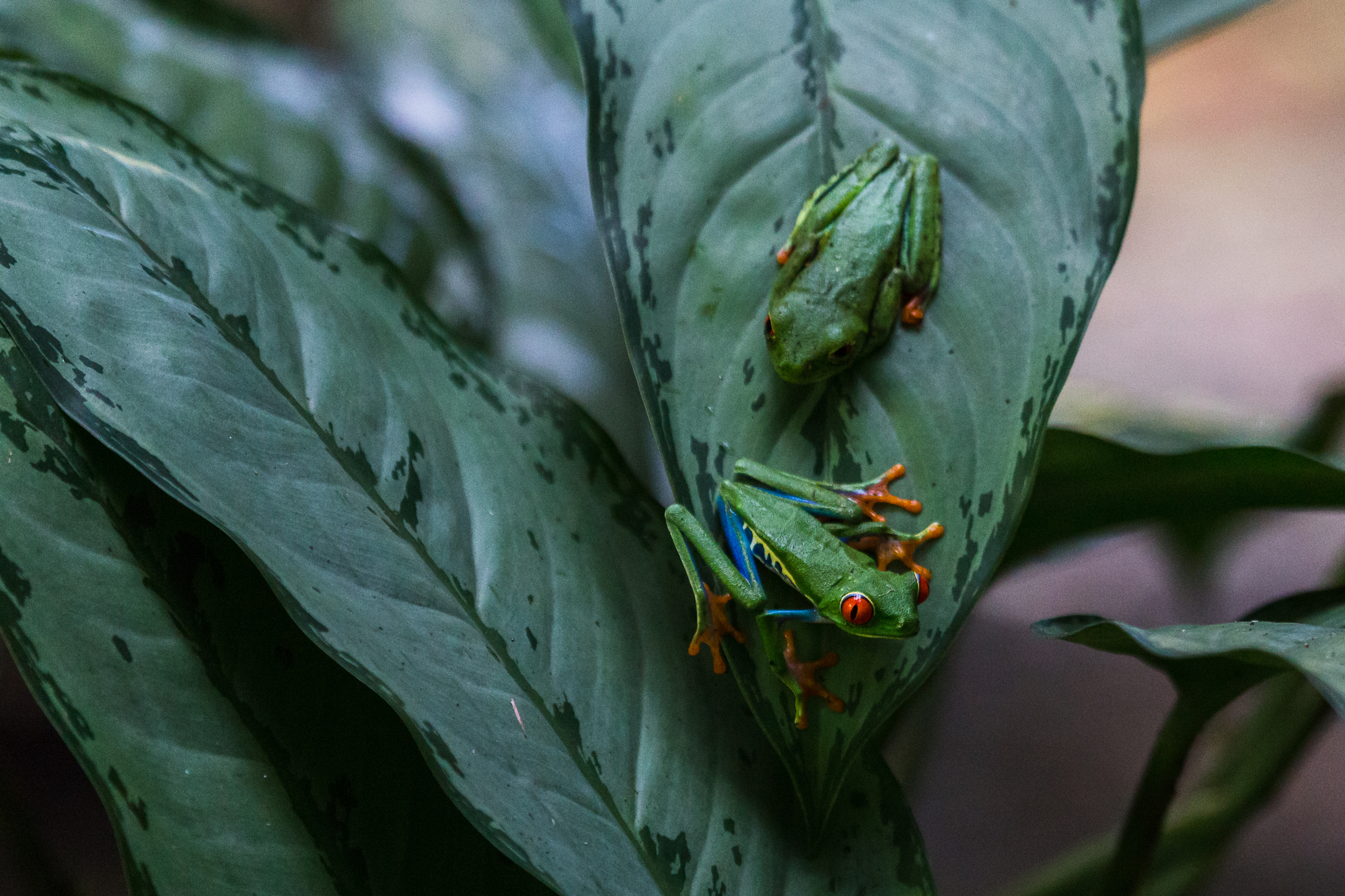 Pair of red eyed tree frogs on leaf