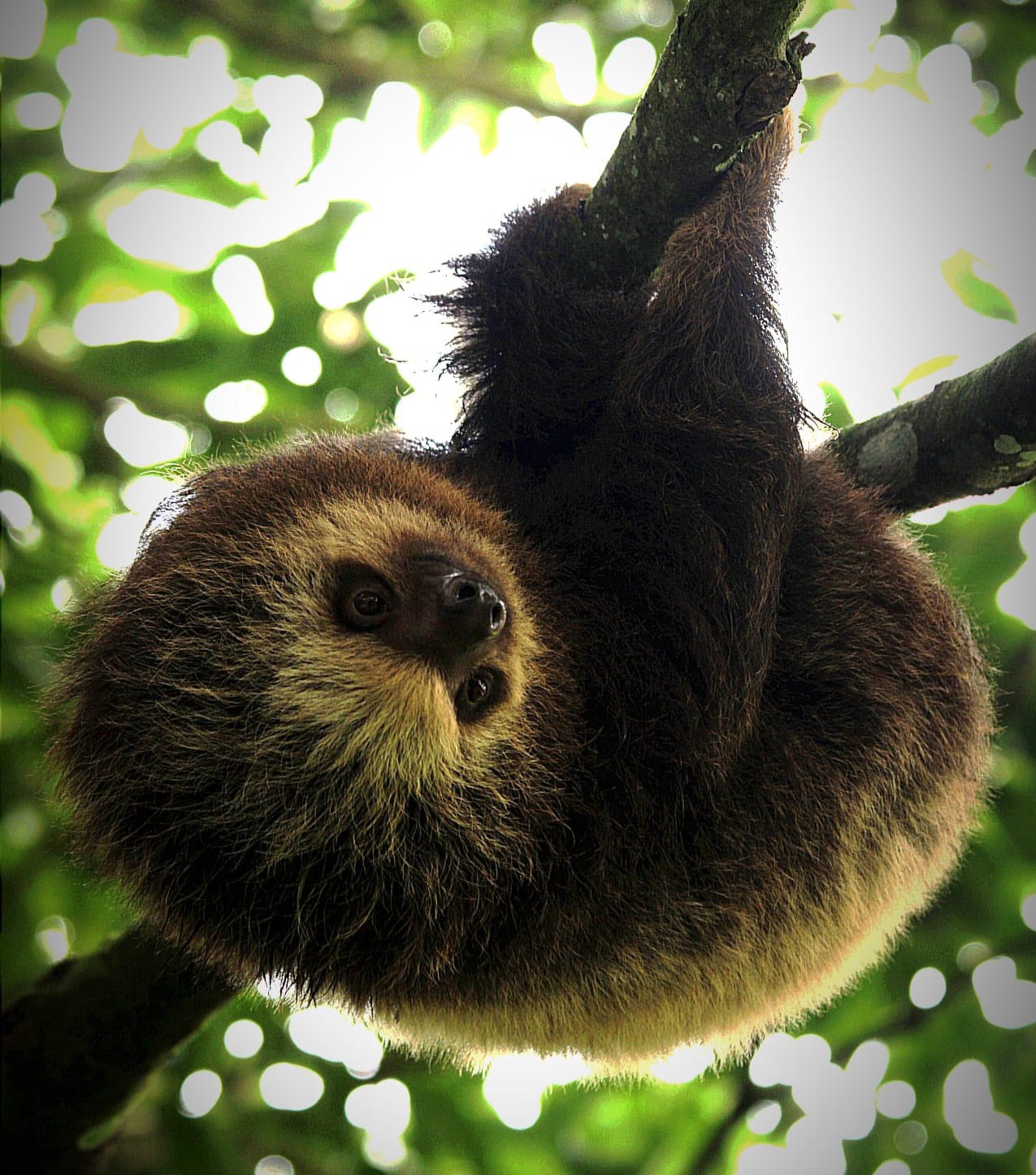Sloth Tours Guanacaste