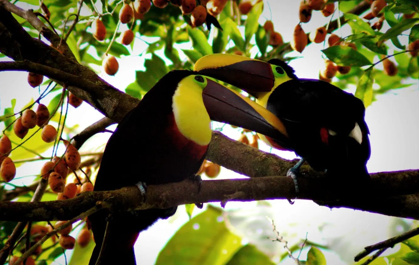 Wildlife tours guancaste