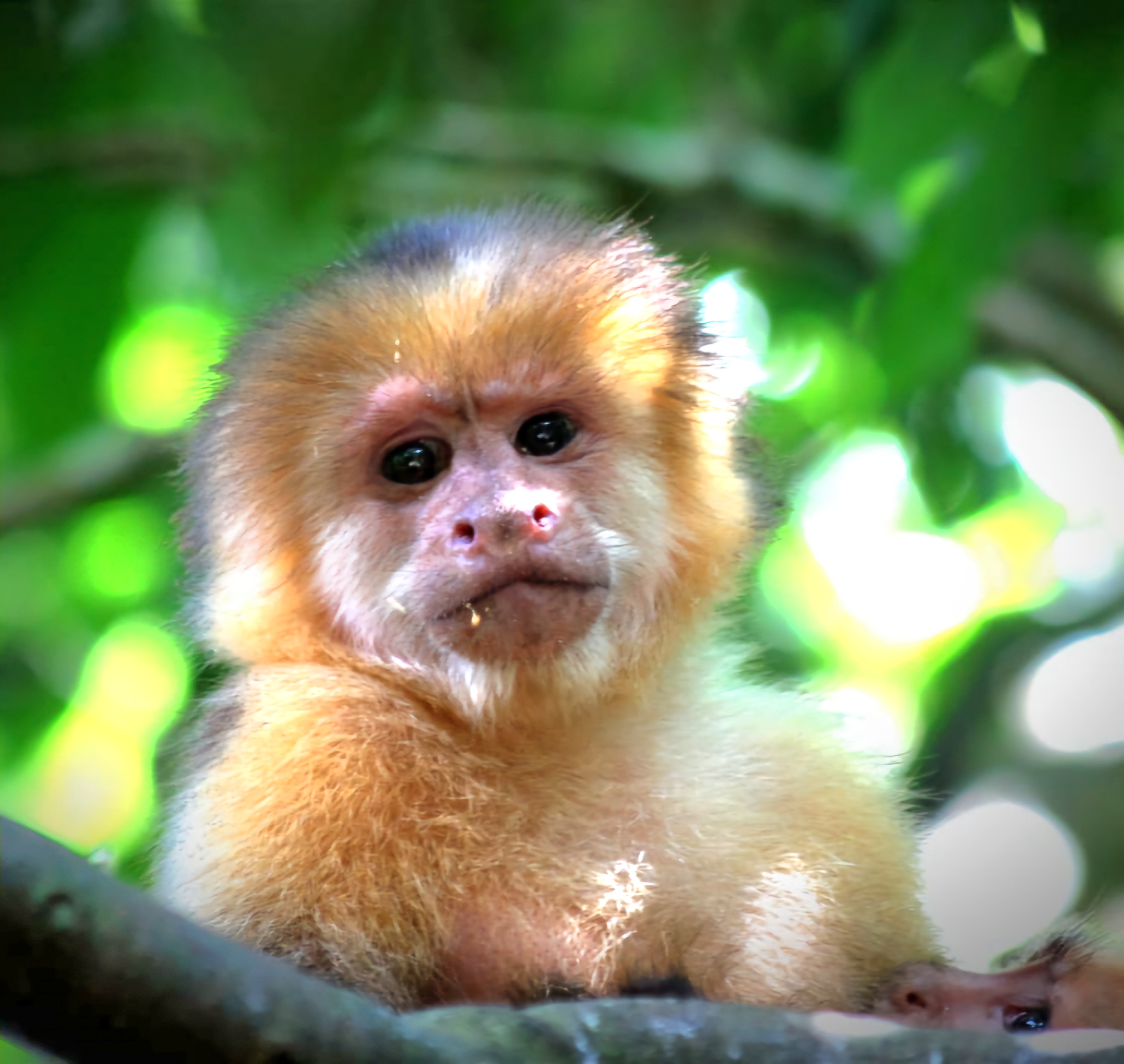 Howler monkey sitting on a branch in the Costa Rica rainforest 