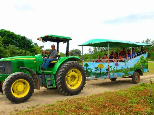 tractor ride through the rainforest in Buena vista