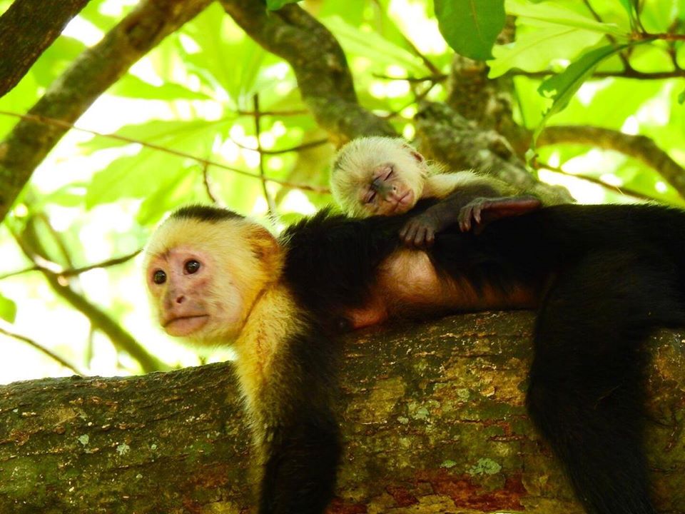 white faced monkeys at congo trail