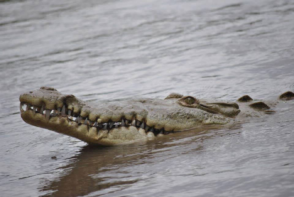 crocodile tour potrero beach costa rica