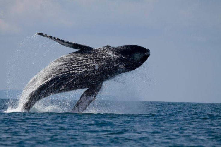 humpback whale jumping in playa flamingo