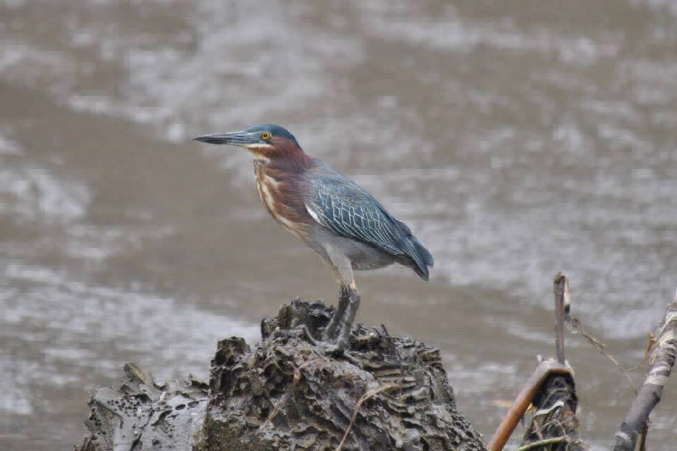 green heron on palo verde wildlife tour