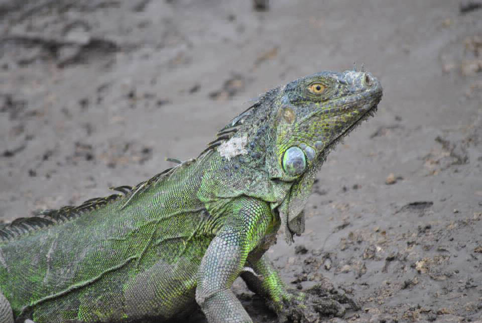 green iguana on potrero beach nature tour