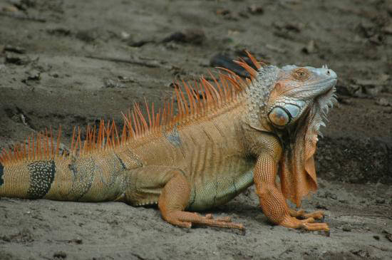 green iguanas on our potrero beach wildlife tour