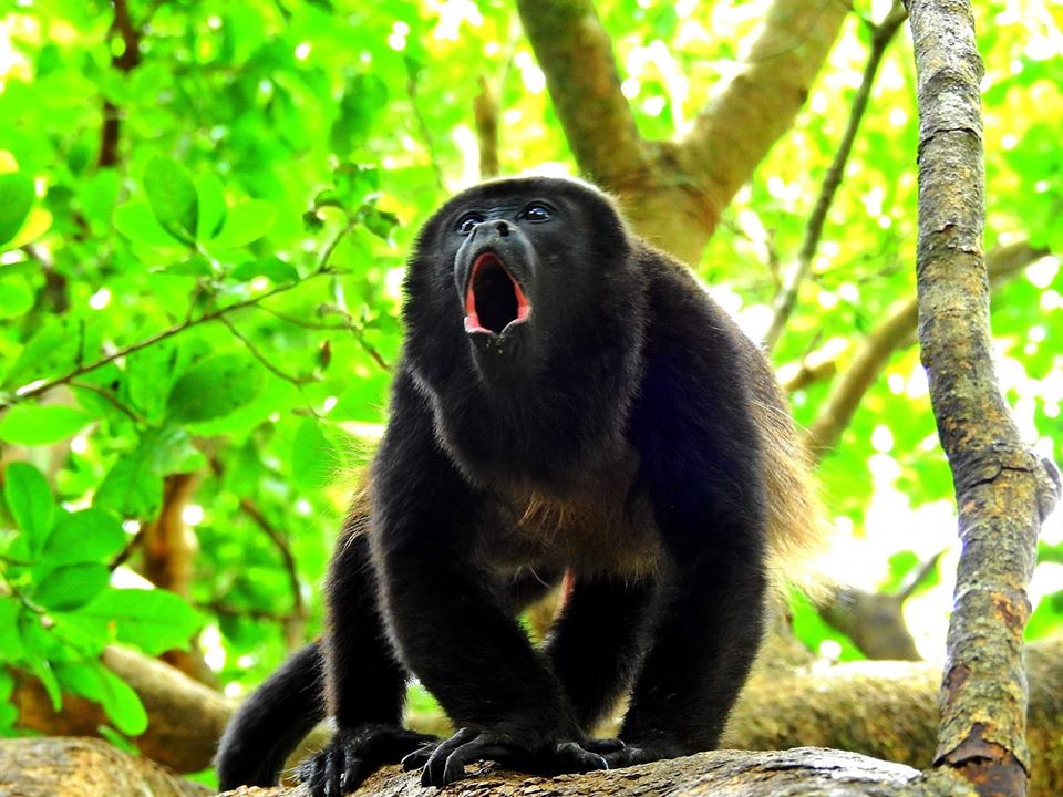 howler monkeys at congo trail animal park