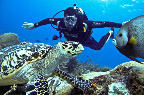 catalinas islands scuba diving tours