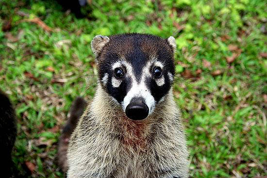 best animal tour in costa rica