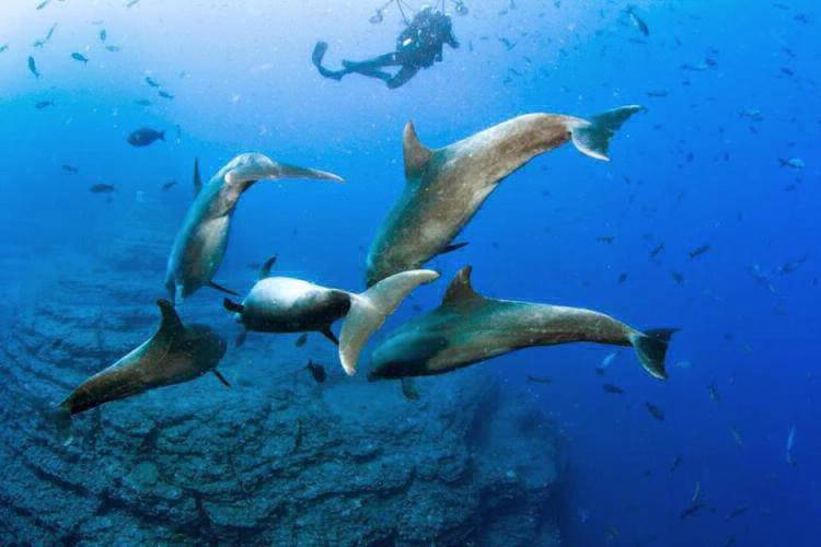 swimming with dolphins in guanacaste costa rica