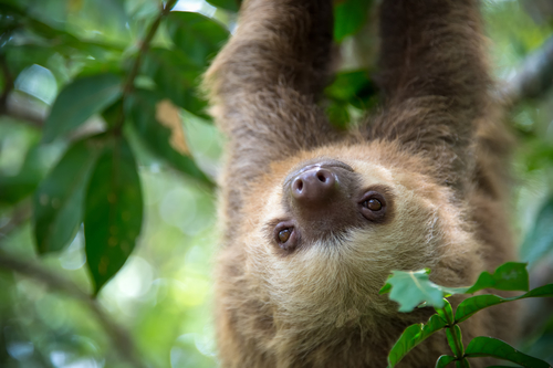 hold a sloth in costa rica