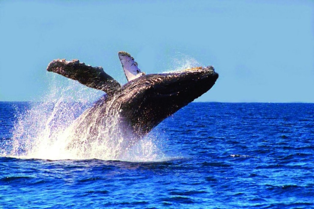 catalinas islands whale watching expeditions 